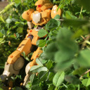 flowingdownhaymeadow avatar