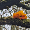 fluff-n-mush-shroom avatar