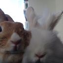 fluffandlulubunnies avatar