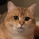 fluffiethefat avatar