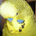fluffy-birds avatar