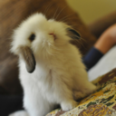 fluffy-bunny-blog avatar