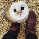 fluffy-hoot-hoot avatar