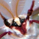 fluffy-moths-lover avatar