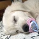 fluffy-stuffie avatar