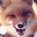 fluffy-world-of-foxes avatar