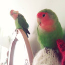 fluffybirbbutts avatar