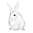 fluffybunny7-blog1 avatar