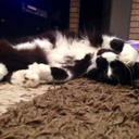 fluffychomper avatar