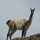 fluffydoodles avatar