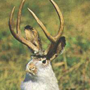 fluffydoritos avatar