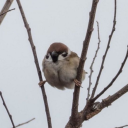 fluffydumbsparrow avatar