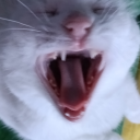 fluffykittyscientist avatar