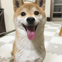 fluffyshibas avatar