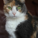 fluffytherapy avatar