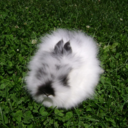 fluffywuffyrabbits avatar