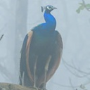 fluidexperience avatar