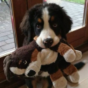 flusteredandgiggly avatar