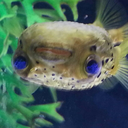 flusteredfreak avatar