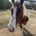 flutter-stars avatar