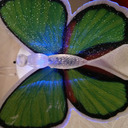 flutterbyagain avatar