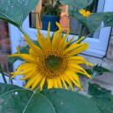 flxorescent--adolescent avatar