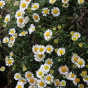 flying-butters avatar