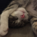 flyingberry62 avatar