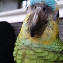 flyinggreenbirb avatar