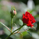 flyingisabetterwordforfalling avatar