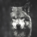 flyingjosephine-blog avatar