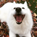 flyinglowdown avatar