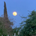 flyingrocketsupsidedown avatar