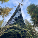 flyingrttakespictures avatar