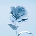 flyingstarfish avatar