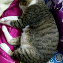 flylittleflower avatar