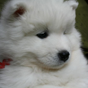 flynnthesamoyed avatar