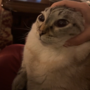 flytotheforest avatar