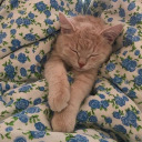 fmogsfytiymso avatar