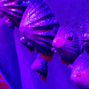 fndm-fckd-p-blog avatar