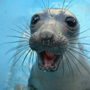 foca-no-brilho avatar