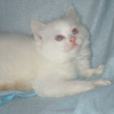 foggyeuphoria avatar