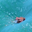 foggyfrogyfrogfrog avatar