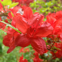 foggypaperpizza avatar