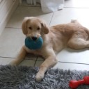 folhadodequeijo avatar