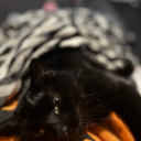 foliexstardust avatar