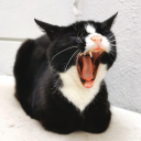 follower-of-dionysius avatar