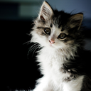 followforkittens-blog avatar