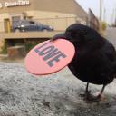 followingthefey avatar