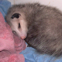 follows-pfps-with-trans-flags avatar